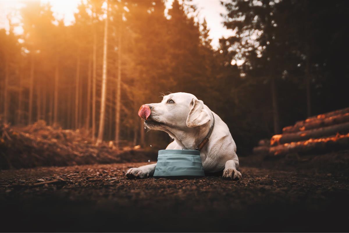 Dogs and summer heat